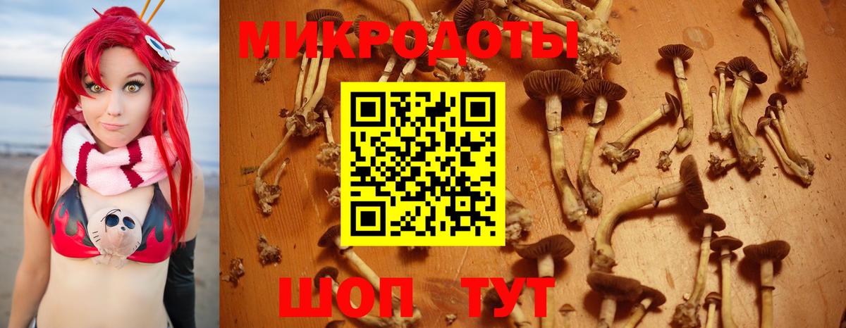 Галлюциногенные грибы Cubensis Кингисепп